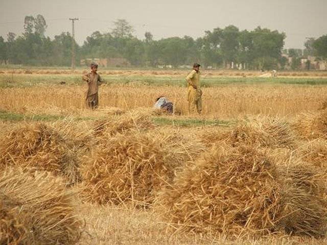 گرم ہواوں اورطویل لوڈ شیڈنگ کےبعد حالیہ بارشوں سے جہاں ایک جانب گرمی کا زورٹوٹا ہے تو دوسری طرف اس نے گندم کی فصل کو بھی متاثرکیا ہے