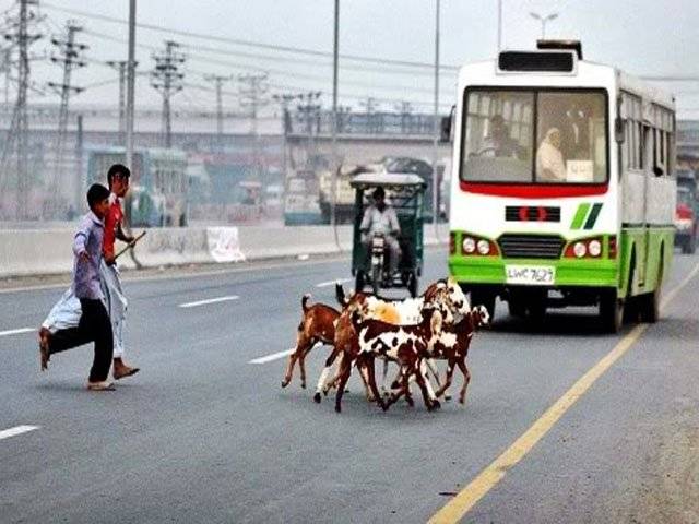 محکمہ ٹرانسپورت پنجاب نے ڈرائیوروں کی غلطی سے جاں بحق و زخمی افراد کے لیے زر تلافی میں تین سےپانچ سو فی صد تک اضافےکا فیصلہ کیا ہے۔