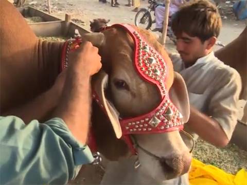 گوجرانوالہ کی مو یشی منڈیوں میں گاہکوں کا رش،بیو پا ریوں نےبھی ریٹس بڑھا لئے