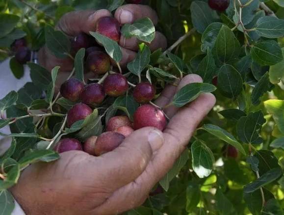 'الکنار' اہالیان احساء کا موسم سرما کا مرغوب پھل