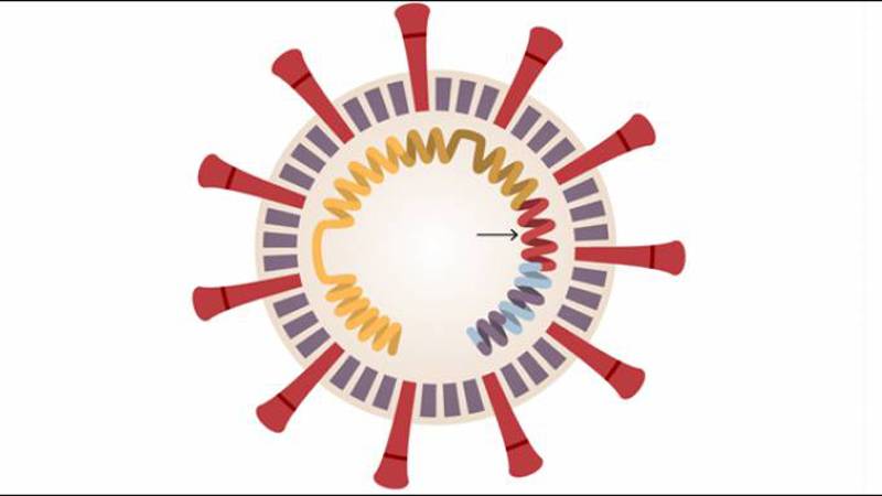 کرونا وائرس نے جینیاتی نظام میں تبدیلیاں کر کے خود کو مزید طاقت ور کر لیا: انکشاف