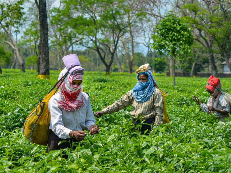 بھارتی کسانوں نے چائے کے پتوں کی چنائی شروع کردی، آسام کی نئی پتی فروخت کیلئے جلد دستیاب ہوگی