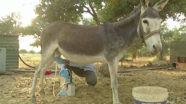 مشرق وسطی میں لوگ گدھی کے دودھ سے تیار کردہ صابن کے دیوانے 