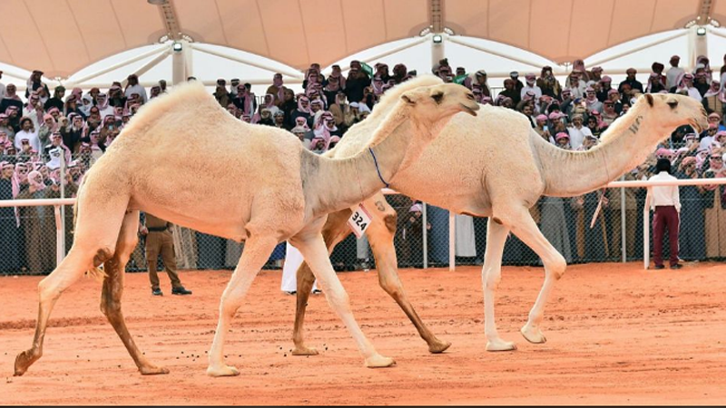 سعودی عرب میں اونٹوں کی سب سے بڑی نیلامی کے پروگرام کا آغاز