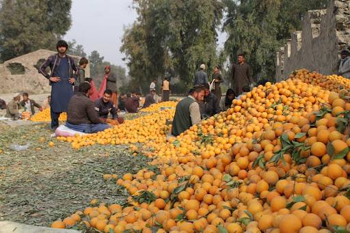 افغانستان ، صوبہ ننگرہار میں مالٹا کی فصل پک کر تیار