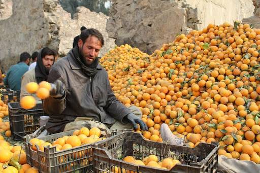 افغانستان ، صوبہ ننگرہار میں مالٹا کی فصل پک کر تیار