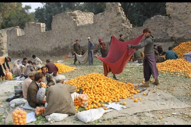 افغانستان ، صوبہ ننگرہار میں مالٹا کی فصل پک کر تیار