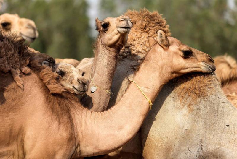  سعودی عرب ،اونٹوں کی نیلامی، چار دنوں میں 30 لاکھ کا کاروبار