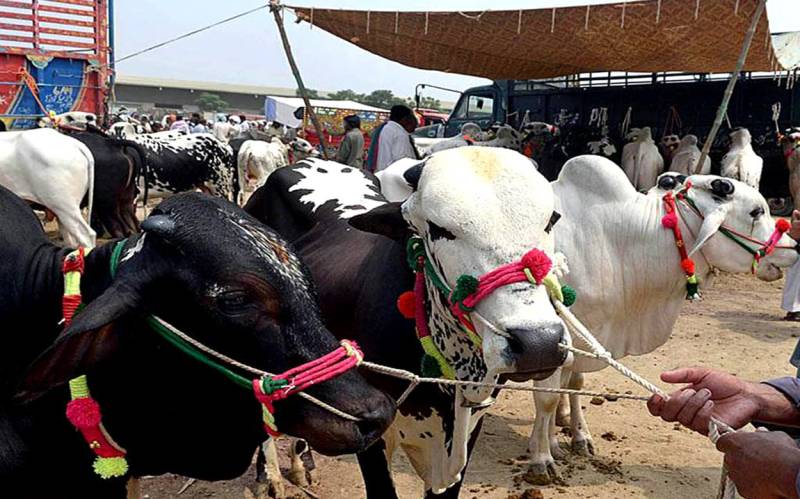 چھٹی کے روز مویشی منڈیوں میں گہما گہمی،جانور مہنگے  