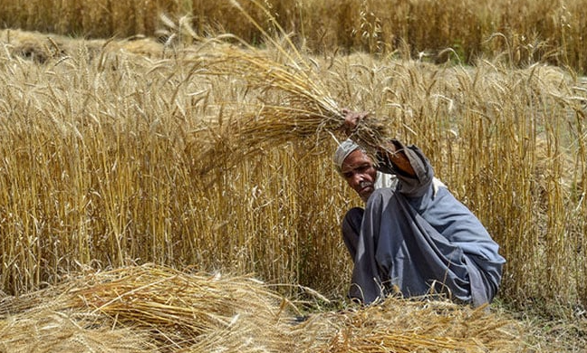 پنجاب حکومت گندم خریداری پرکوئی فیصلہ نہ کرسکی، کسانوں نے کل تک کی ڈیڈ لائن دیدی