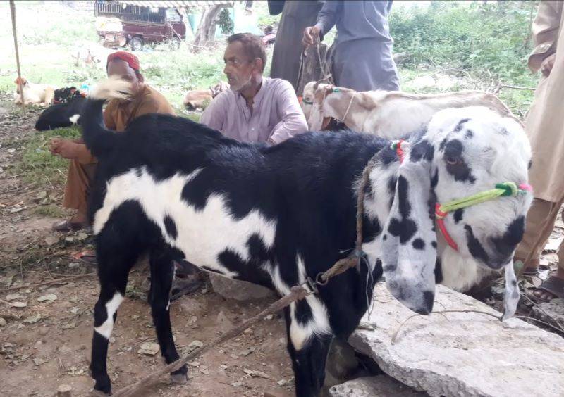 شہر لاہور کی شاہراہوں اور گلیوں میں قربانی کے جانور کی فروخت پر پابندی