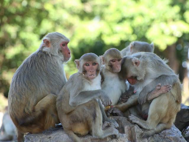 امریکا:لیبارٹری سے درجنوں بندریائیں موقع پا کر فرار ہوگئیں