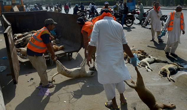 لاہور: کتا مار ٹیم کی فائرنگ سے 2 راہگیر بچے زخمی 