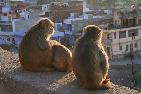 بھارت سے آئے بندر نے اودھم مچا دیا