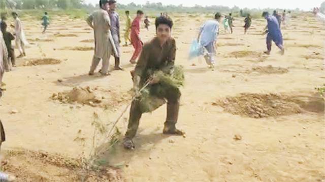 خیبر پی کے: شہریوں نے شجرکاری مہم کے فوری بعد پودے اکھاڑ پھینکے 