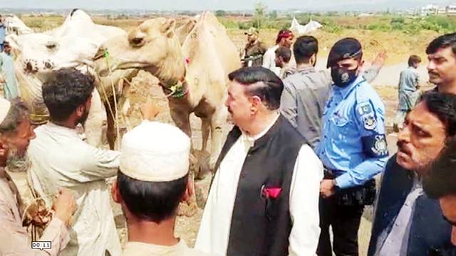 سنت  ابراہیمی کی ادائیگی،  شیخ رشید نے قربانی کے تین اونٹ خرید لئے