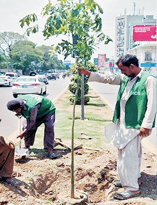 کینٹ بورڈ ہارٹیکلچر ڈیپارٹمنٹ کے  زیر انتظام شجرکاری مہم زور و شور سے جاری 