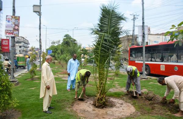 پی ایچ اے نے شہر کی خوبصورتی  بڑھانے کیلئے پام کے درخت لگا دیئے