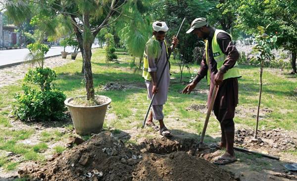  پی ایچ اے نے ستوکتلہ نالہ کے  اطراف پائن کے درخت لگا دیئے