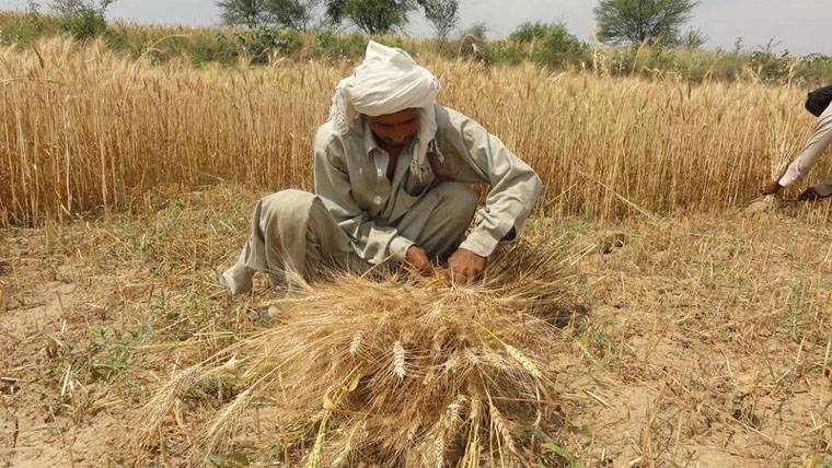 کسان کارڈ: زرعی مداخل  خریداری کے ساتھ 30 فیصد رقم نکلوانے کی سہولت 20 نومبر سے ملے گی